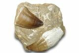 Two Mosasaur (Prognathodon) Teeth In Rock - Morocco #265855-1